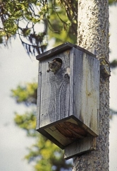 squirrel box thumbnail graphic